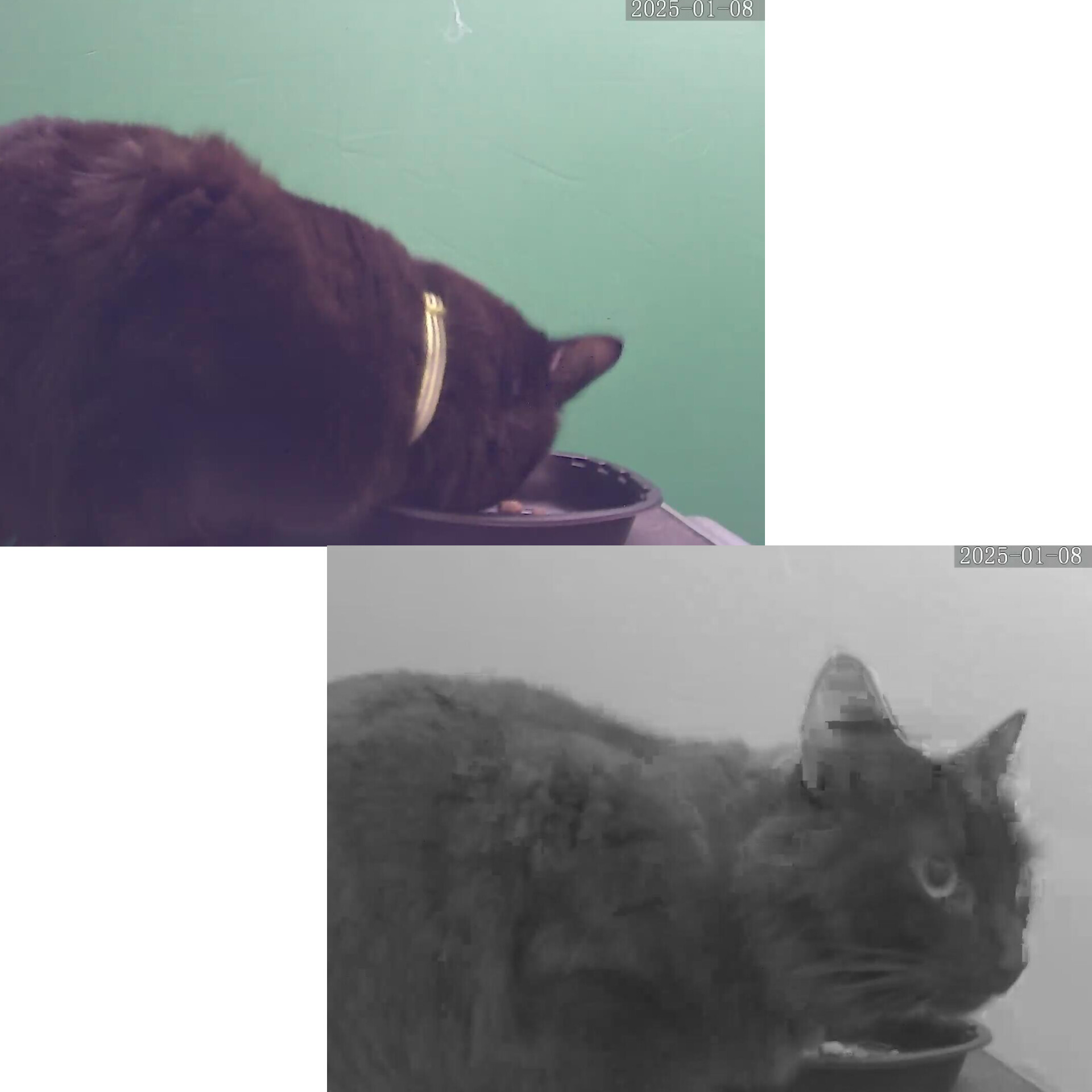 Cat feeding.